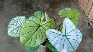 Caladium Plant