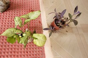 Set 3 Arrowhead &amp; Purple Heart &amp;syngonium Plants ?