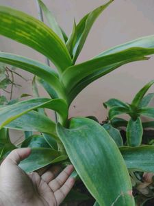 Healthy Indoor Plants