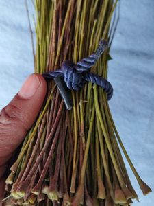 Natural Neem Toothpicks