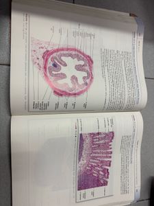 diFiore&#39;s Atlas of Histology Book 1st Year MBBS