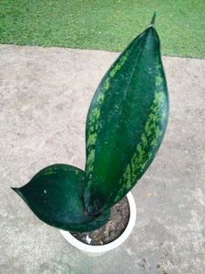 Assorted Sansevierias (5 Varieties)