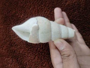 White Seashell 100/150 Year Old.