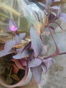 Purple Heart Plant