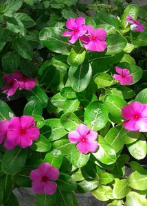 Alert📢Biggest Combo Of Six Plants