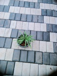 10 Live Root Plants