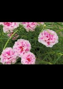 Jade Plant, Snake Plants, Portulaca Colour Of 4