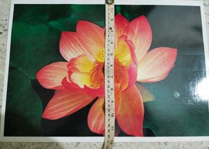 Pretty Red Flower Picture