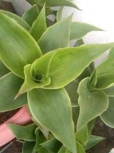 Basket Plant