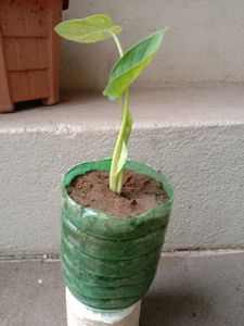 Elephant Ear Plant - Healthy &amp; Thriving!