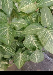 Indoor Plants