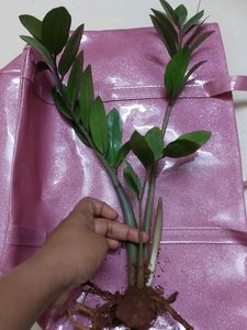 Air Purifying ZZ Plant