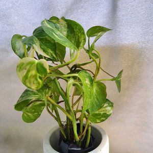 Concrete Pot With Plant