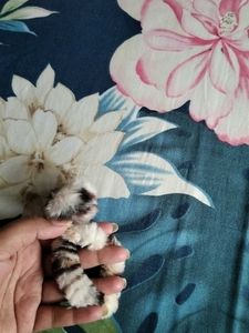 Multi Purpose Hair Accessories