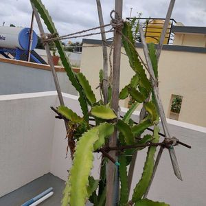 Dragon Fruit Plant Stem