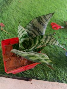 healthy snake plant with red pot combo offer
