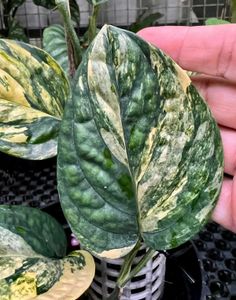 Monstera Peru Variegated