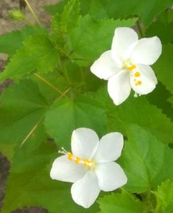 Beautiful Flowering plants seeds