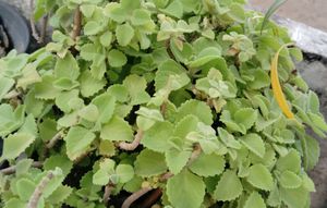 Mexican Mint