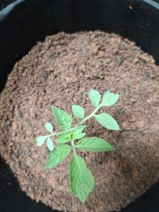 Tomato Plant