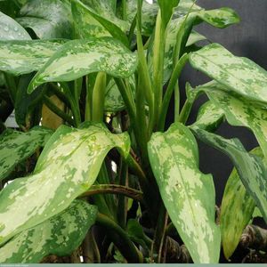 4 Plants In Combo