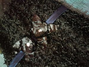 Cute Black Girls Clothing