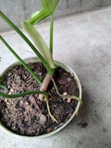 Mix Plants Combo Offer(5 Varities)