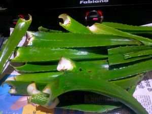 Fresh Organic Full Pulpy Aloevera Medicinal Leaf