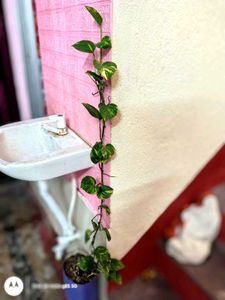 Money Plant Golden Pothos Plants