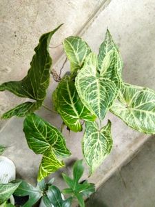 Indoor Plants Combo Offer