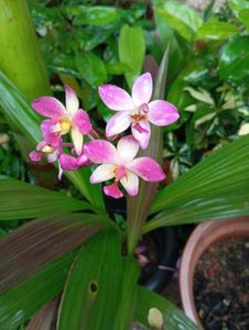 Beautiful Ground Orchid