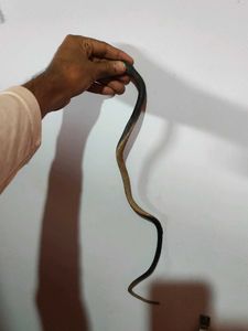 rubber 🐍 snake