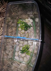 Small Aquarium  With Partition &amp; Lights