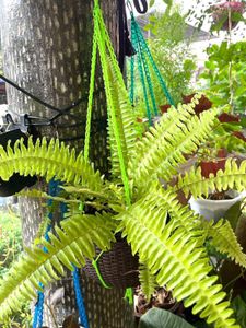 Healthy Goldern Fern