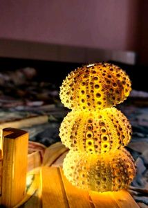 Rare Shells - Artistic Style - Home Decor