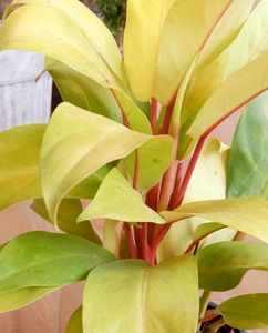 Combo Philodendrons (Lemon Lime & Burle Marx)