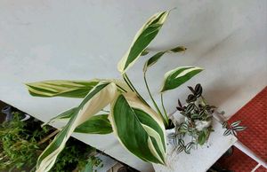 Set 2 Nevenever &amp; Zabronic Plants🌵