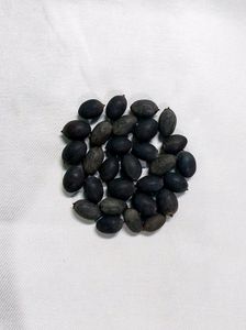Lotus Seeds 🪷