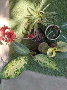 Assorted Indoor and outdoor Plants