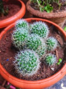 Fish Hook Cactus (Yellow)