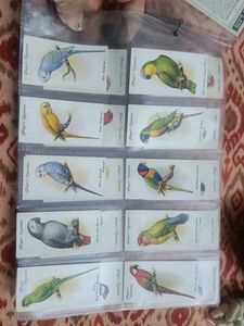 Vintage Bird Cards