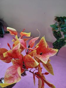 Leaf Bunches