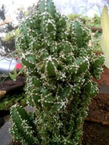 Cactuses Combo 5 in 1