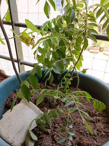 Curry Plant..Good And Healthy