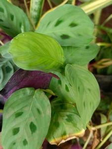 10 New Plants