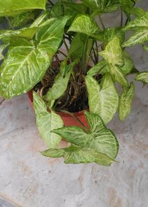 Syngonium Podophyllum Arrowhead Love The Nature