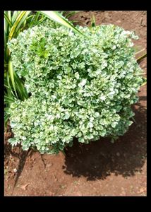 Aralia Variegated