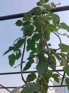 Foot Long Beans Seeds