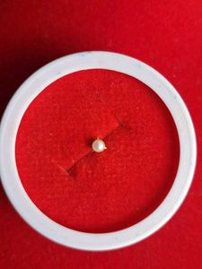 Pearl &amp; Gold Stud Earrings