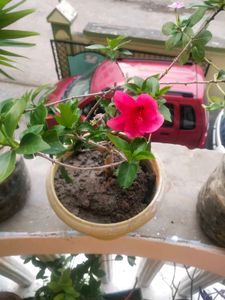 Dark Pink Healthy Hibiscus Flower Plant